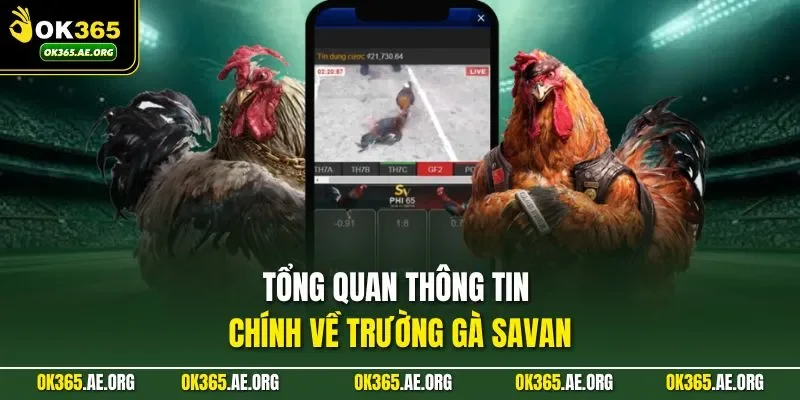 Tổng quan thông tin chính về trường gà Savan